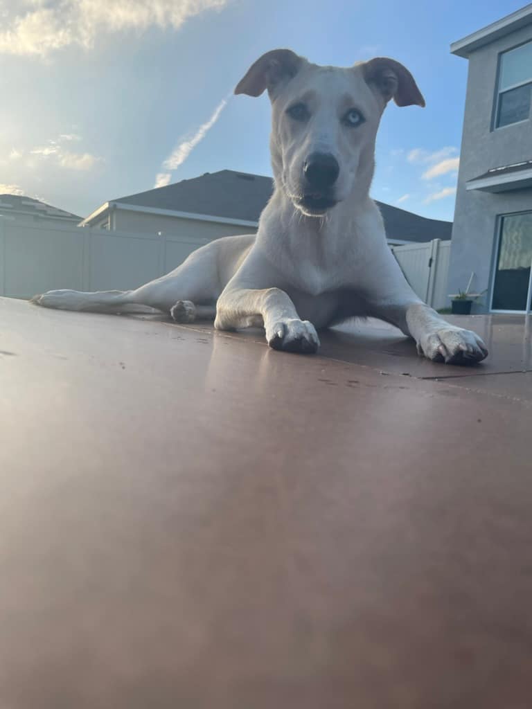 Your New Best Friend: The Benefits of Having a Dog as a Newly Divorced Man